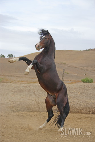 Araber Berber Jamal 49.JPG