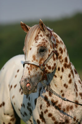 Appaloosa--Rusty43.jpg